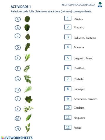 As plantas. Cada folla coa súa árbore
