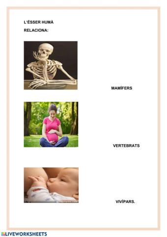 Relaciona: mamífer, vivípar, vertebrat