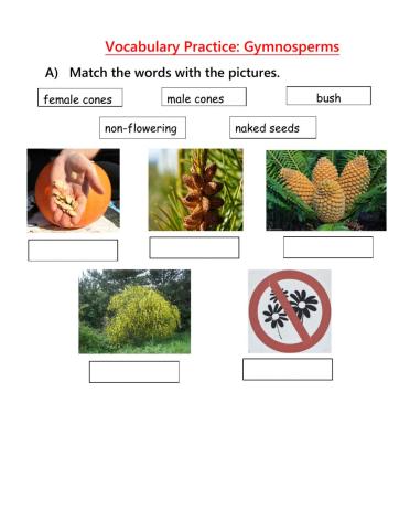 Gymnosperms Vocabulary