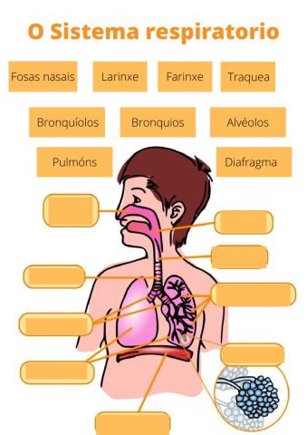 O sistema respiratorio