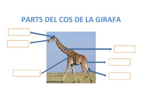 Parts cos girafa