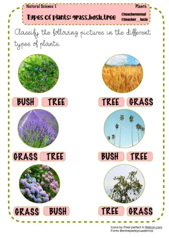 Types of plants
