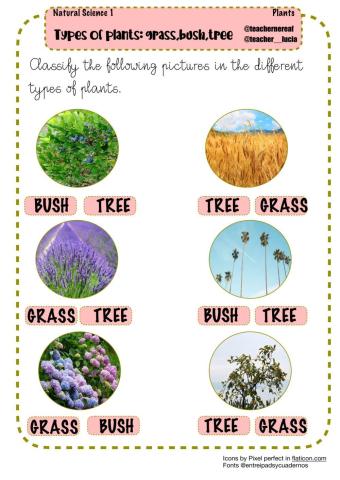 Types of plants