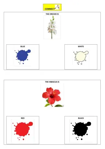 The colours of flowers