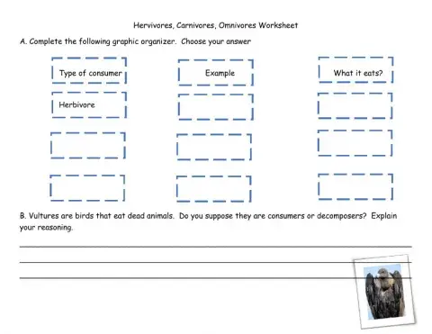 Herbivores, Carnivores, Omnivores
