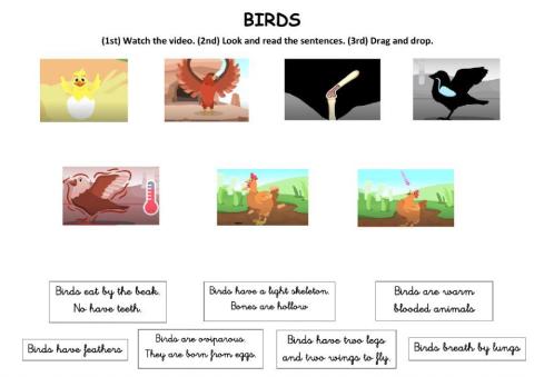 Birds