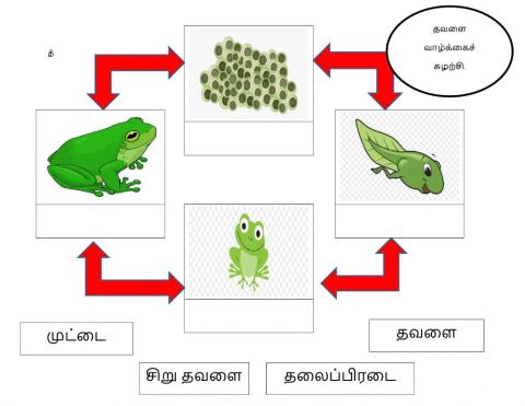 Life cycle of the frog