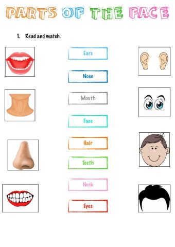Parts of the face