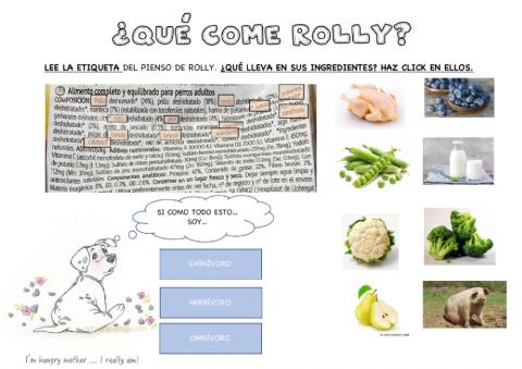 ¿qué come rolly?