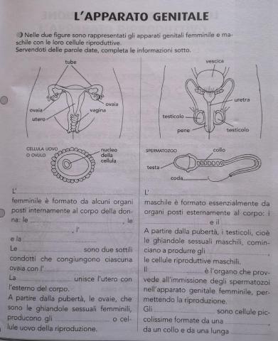 L'apparato genitale