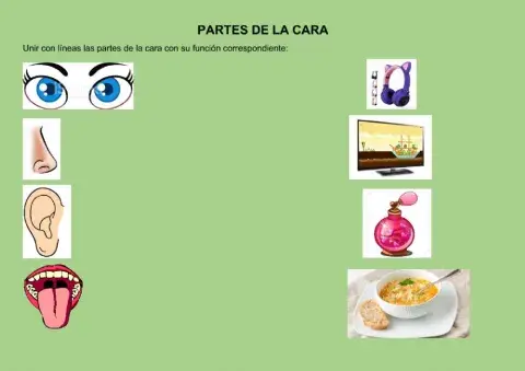 Partes de la cara