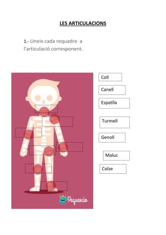 LES ARTICULACIONS