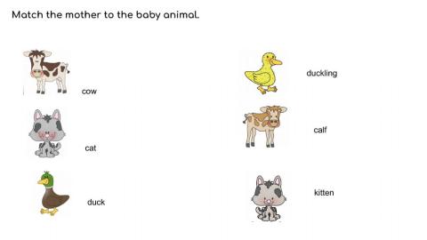 Animals and their babies