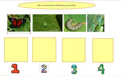 Ο κύκλος ζωής της πεταλούδας