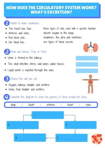 Circulatory and excretory systems