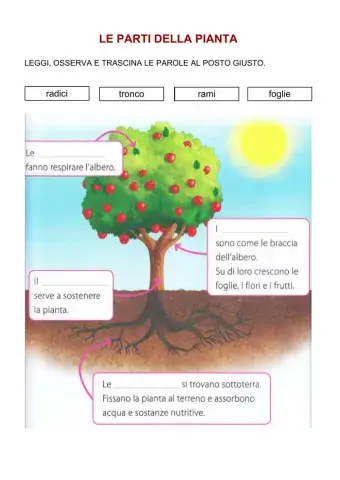Le parti della pianta