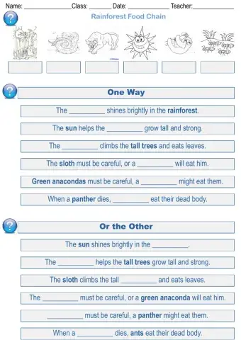 Rain Forest Food Chain