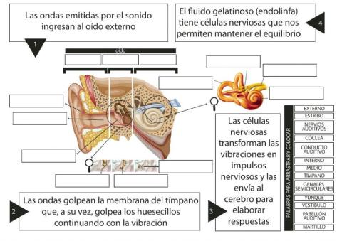 Infografia interactiva del oido