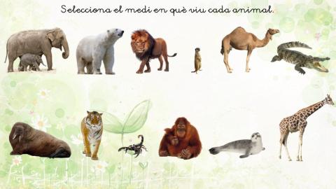 Animals i el seu medi