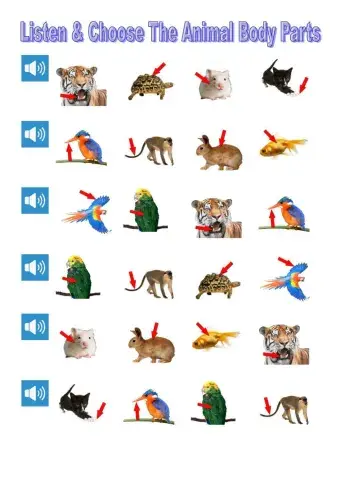 Listen and choose animals body parts MACMILLAN TIGER