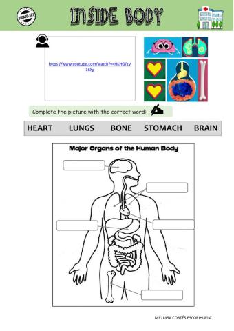 Inside body