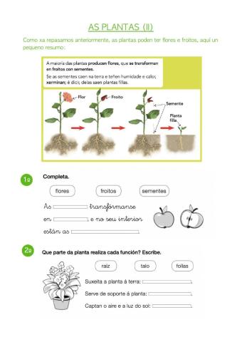 As plantas II