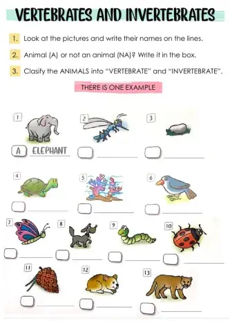 Vertebrates and Invertebrates