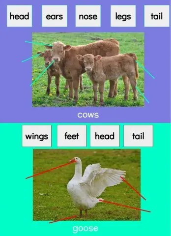 Farm Animal Body Parts