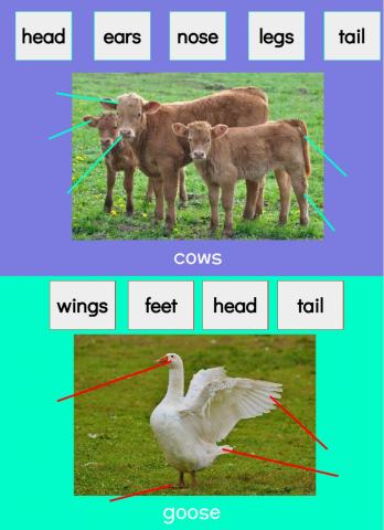 Farm Animal Body Parts