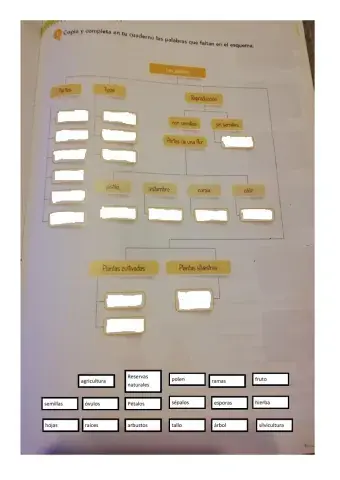 Esquema tema de las plantas
