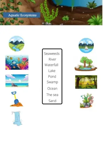 Aquatic Ecosystems Vocabulary
