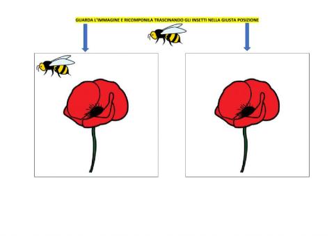Attenzione visiva: colloca gli insetti sui fiori