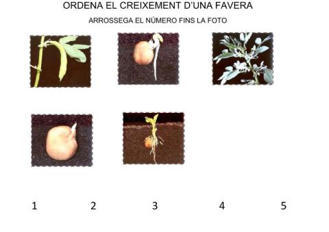 El creixement d'una planta