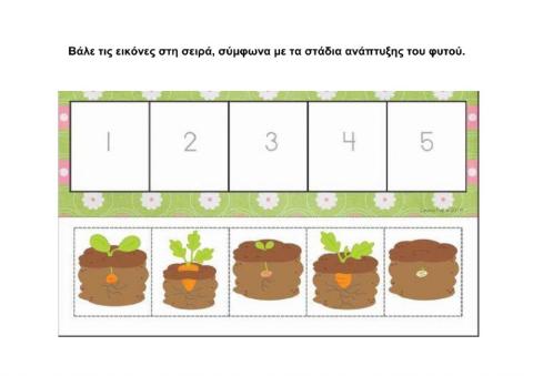 Στάδια ανάπτυξης του φυτού.
