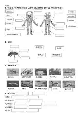 Cuerpo humano y animales
