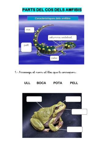 EE parts del cos amfibis