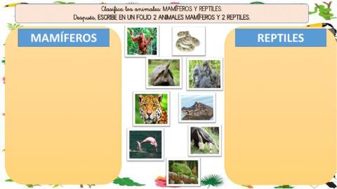 Mamíferos y reptiles: CLASIFICACIÓN