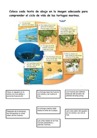 Sea turtles sequence