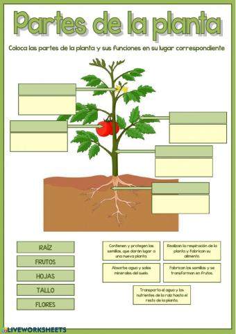 Las partes de las plantas y sus funciones