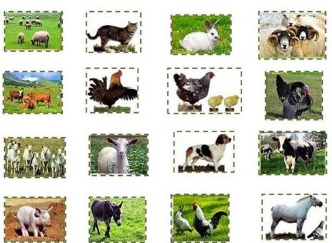 Νηπιαγωγειο διαδραστικες δραστηριοτητες για τα κατοικιδια ζωα