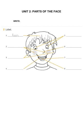 PARTS OF THE FACE