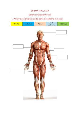 Principales músculos del cuerpo humano