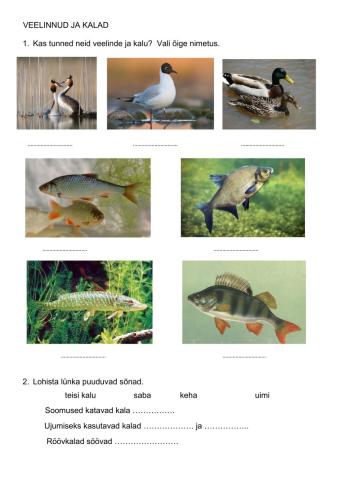 Loodusõpetus-Peipsi elustik