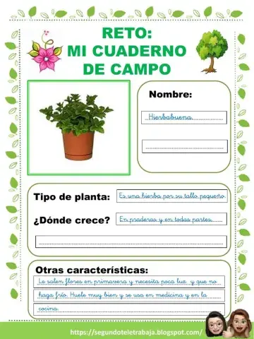 Cuaderno de campo: planta