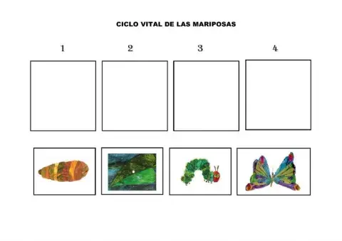 Ciclo vital de la mariposa