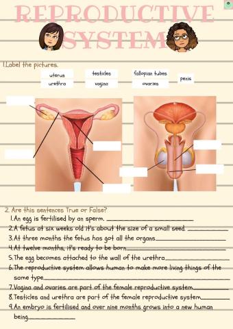 The reproductive system