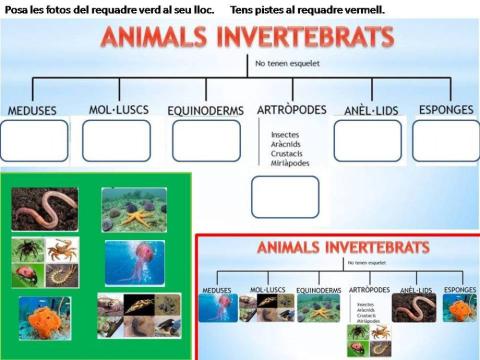 Animals invertebrats