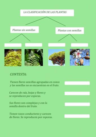 Clasificación plantas
