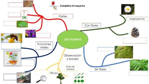 Esquema: Las plantas