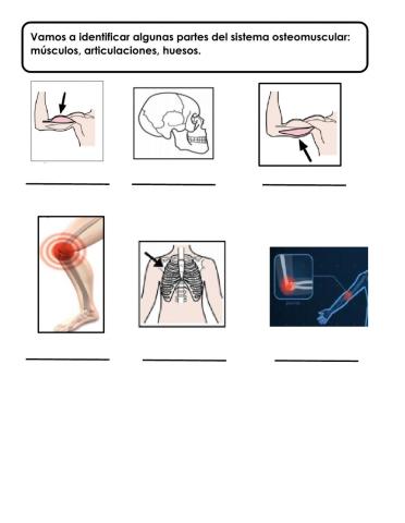 Sistema osteomuscular